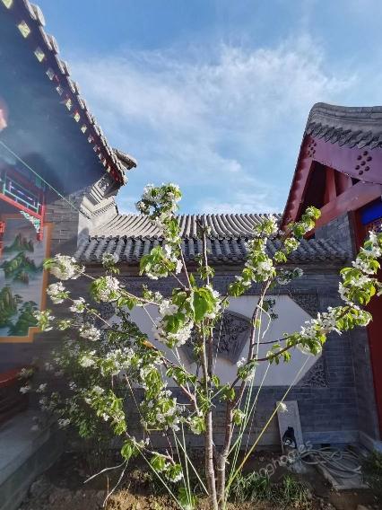 昌平崔村600平米农村平房带小院四合院有假山鱼池长期便宜出租